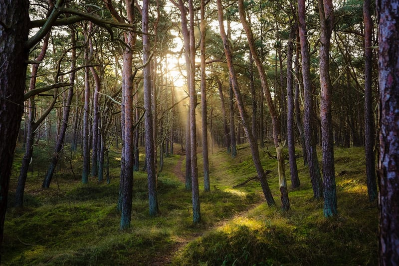 Lush Forest